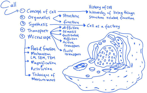 struktur-sel-dan-fungsi-organel