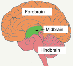 aktivasi otak tengah