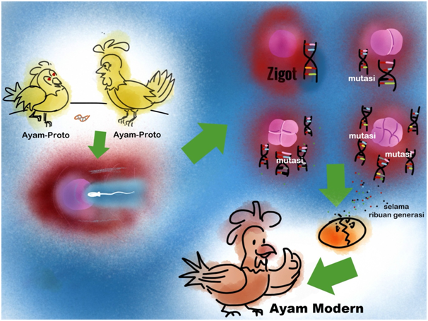Evolusi Ayam