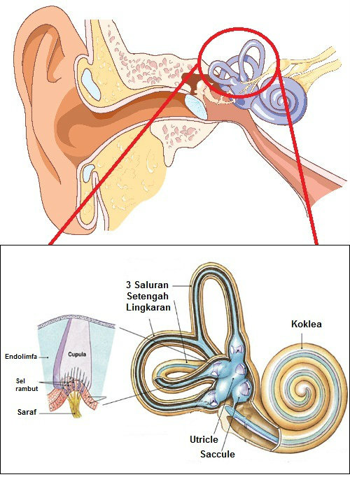 sistem-vestibular-telinga