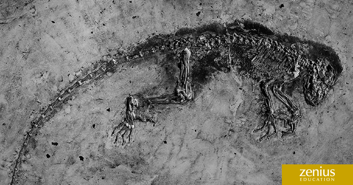 Gimana sih Caranya Ilmuwan Tahu Umur Fosil yang Ditemukan? 11
