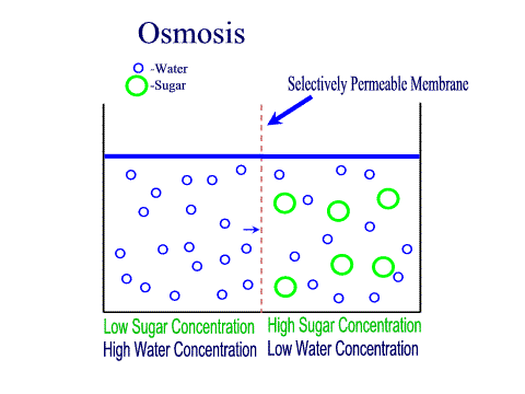 Sumber: http://www.majordifferences.com/2013/11/difference-between-diffusion-and-osmosis.html#.Vd2kqfmqqko