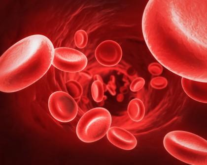 sistem peredaran darah merah
