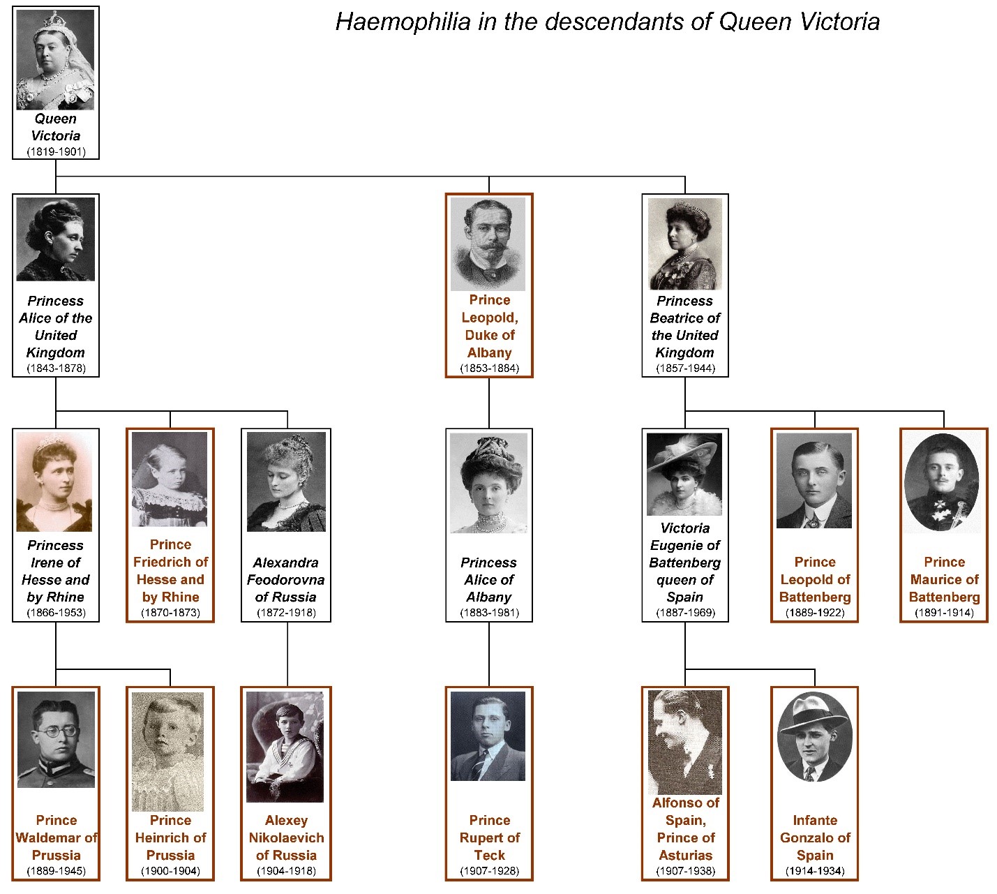 Keturunan Ratu Victoria dan hemofilia. Individu berkotak hitam adalah pembawa, kotak coklat penderita. (dok: hemophilia.org)