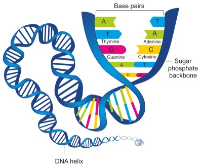 Urutan Nukleotida pada DNA (dok. Nature.com)