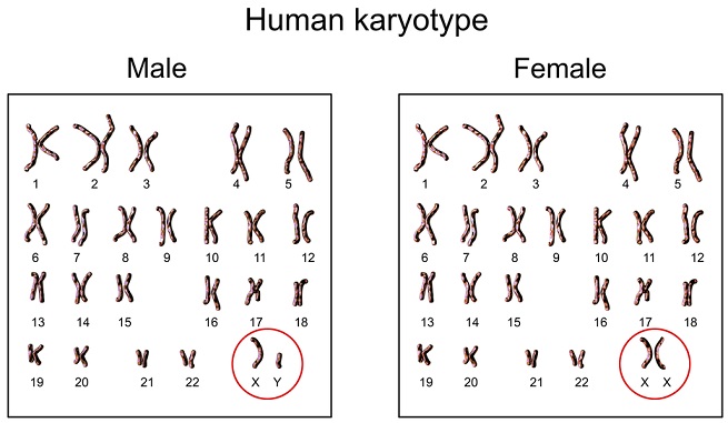 Kromosom manusia (dok. pedia.com)
