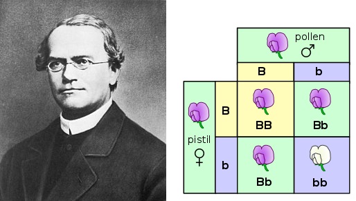 Gregor Mendel, Bapak Genetika Modern (1822-1884) (Arsip Zenius)