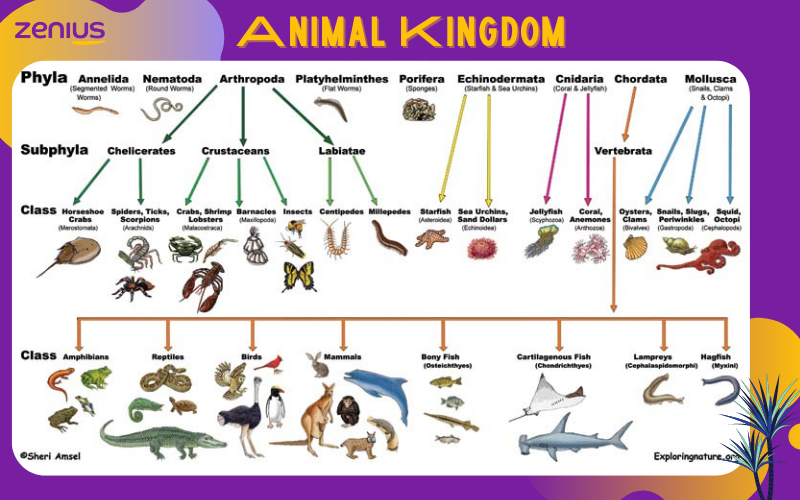 Klasifikasi makhluk hidup berdasarkan kingdom. (Arsip Zenius) 