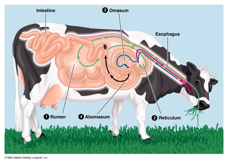 fakta menarik sapi tentang sistem pencernaan ruminansia