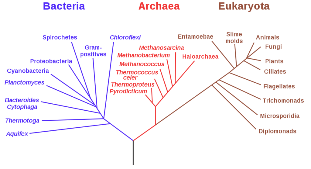 klasifikasi archaebacteria