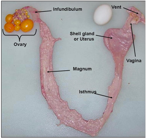 fakta menarik tentang ayam pada sistem reproduksi unggas