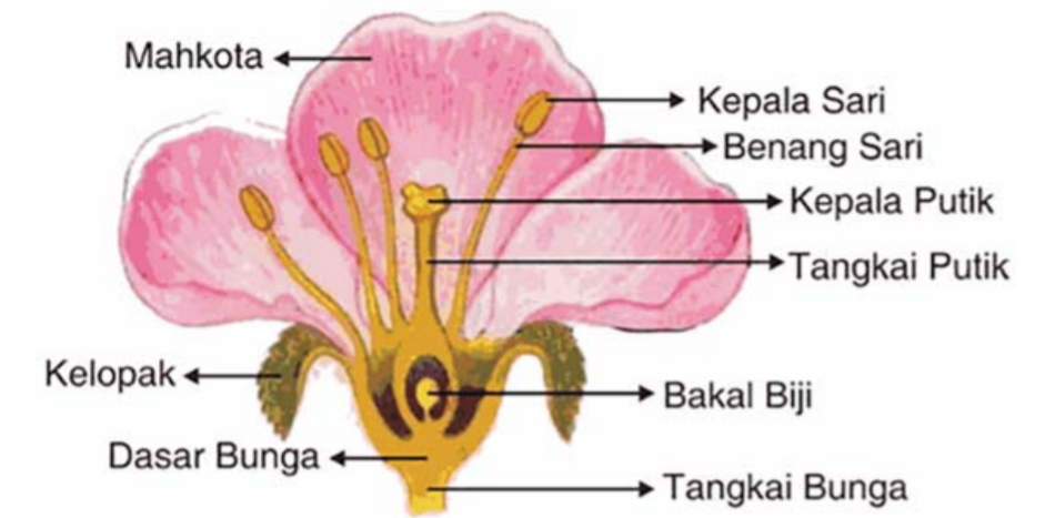 Struktur tumbuhan pada bunga, mulai dari tangkai hingga mahkota bunga. (Dok: kibris pdr)