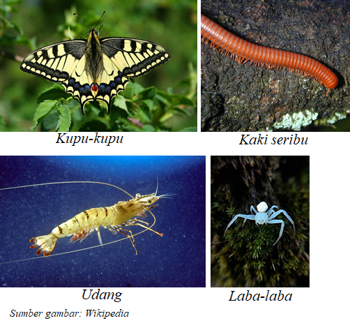 Contoh anggota Arthropoda berdasarkan klasifikasinya. (dok: wikipedia.org)