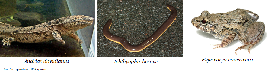 Contoh hewan Amphibi berdasarkan klasifikasinya. (dok: exploringnature.org)
