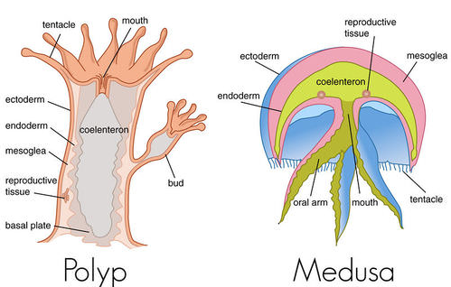 struktur tubuh Coelenterata polip dan medusa