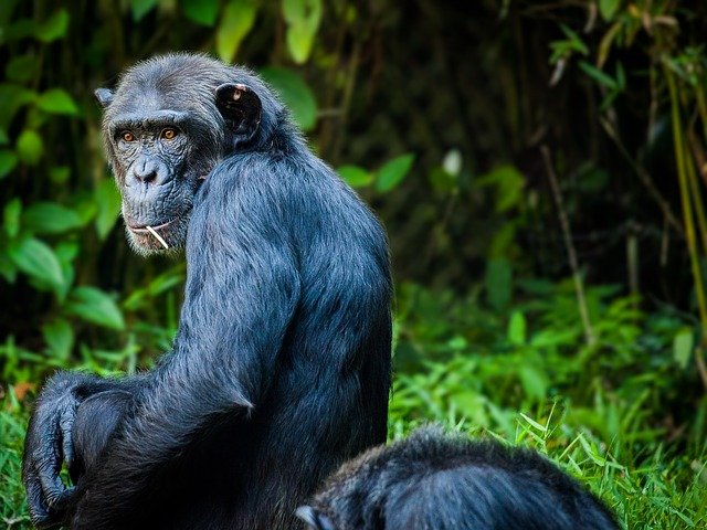 simpanse mamalia