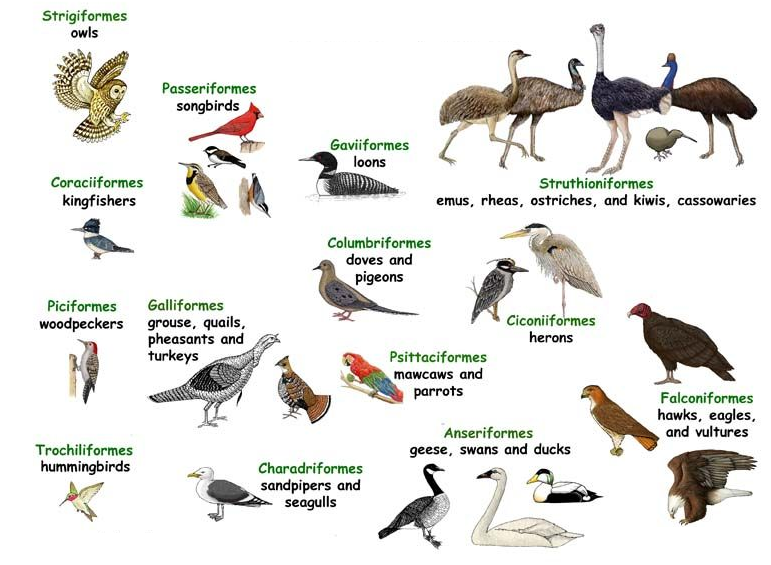 ciri ciri burung dan klasifikasi aves