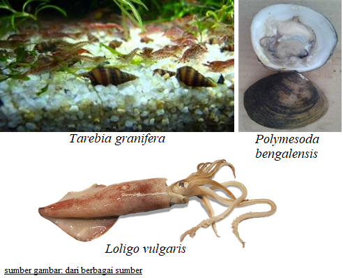 Contoh hewan yang termasuk dalam filum Mollusca. (dok: exploringnature.org)