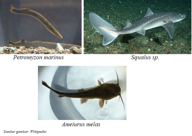 klasifikasi berdasarkan ciri ciri ikan