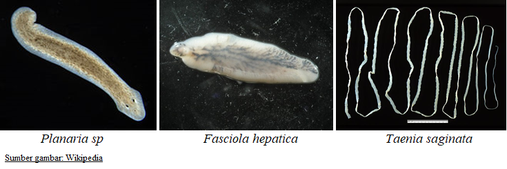 Contoh anggota Platyhelminthes atau cacing pipih berdasarkan klasifikasinya. (dok: exploringnature.org)
