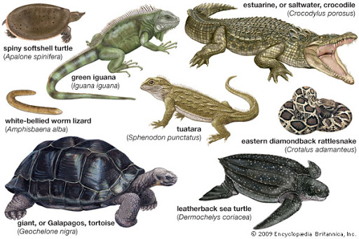 Contoh hewan reptil berdasarkan klasifikasinya. (dok: exploringnature.org)