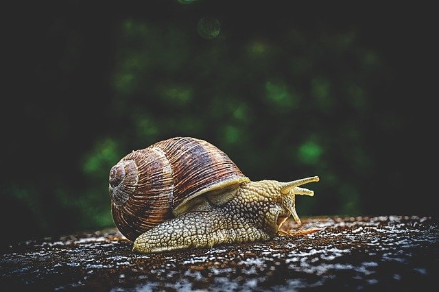 Siput adalah hewan yang termasuk dalam klasifikasi gastropoda (dok: Pixabay)
