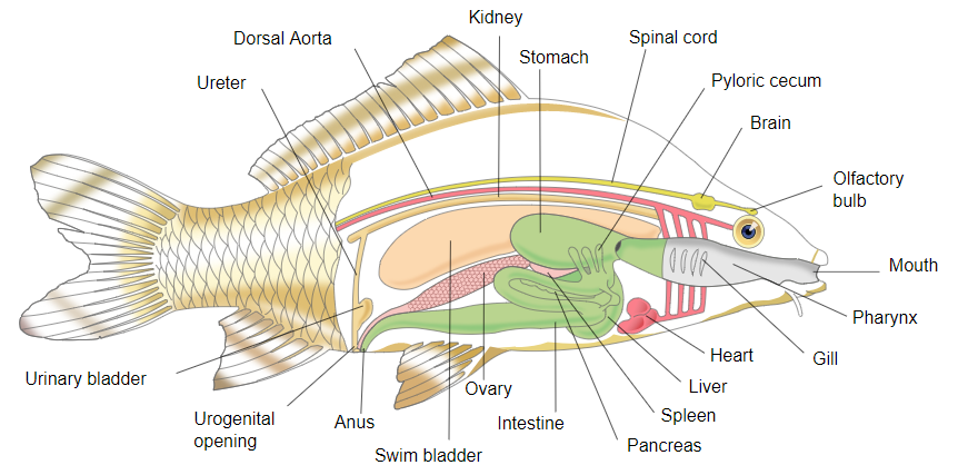 ciri ciri ikan dan struktur tubuh ikan
