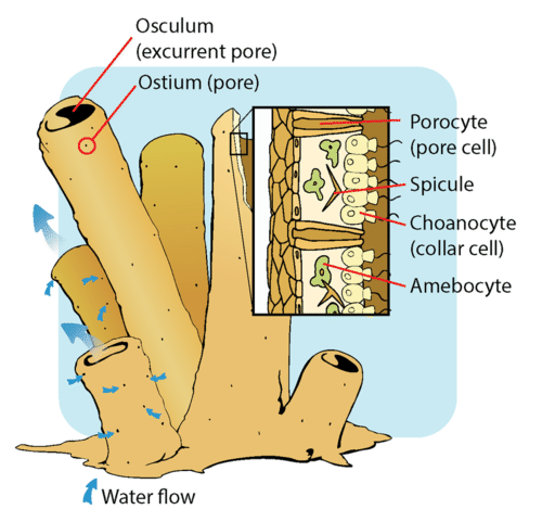 Struktur tubuh porifera