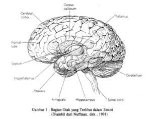 bagian-bagian otak yang terlibat dalam pengaturan emosi