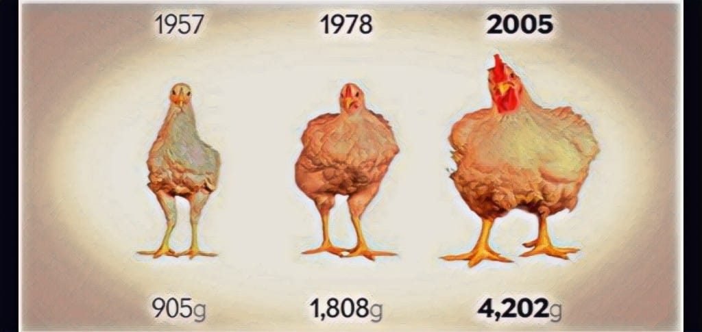 Perbandingan Berat Ayam Dulu dan Sekarang