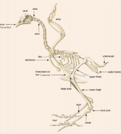 anatomi tulang ayam