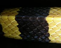 Sisik ular krait yang melindungi tubuh ular dari bahaya luar (dok: Wikipedia)
