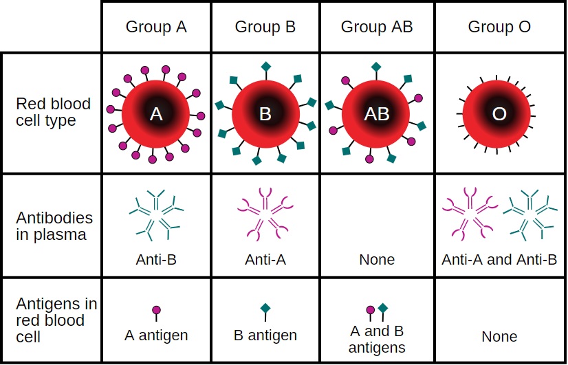 Tipe golongan darah A, B, AB, dan O pada manusia. (dok: en.wikipedia.net)
