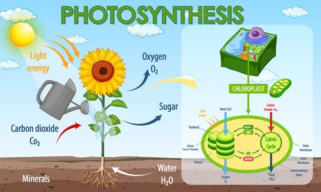 Fotosintesis sebagai salah satu contoh reaksi redoks dalam kehidupan sehari-hari (dok: freepik)