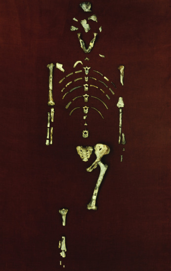 Penemuan Fosil Lucy, Pengubah Sejarah Evolusi Manusia (24 November 1974) 68