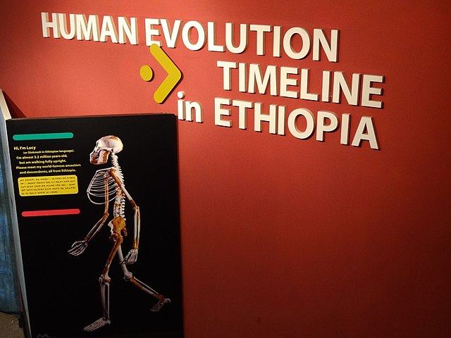 Penemuan Fosil Lucy, Pengubah Sejarah Evolusi Manusia (24 November 1974) 72