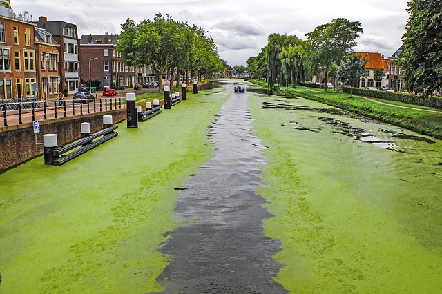 alga hijau perairan, salah satu contoh protista mirip tumbuhan