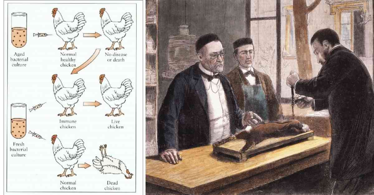 Penemuan Vaksin oleh Louis Pasteur