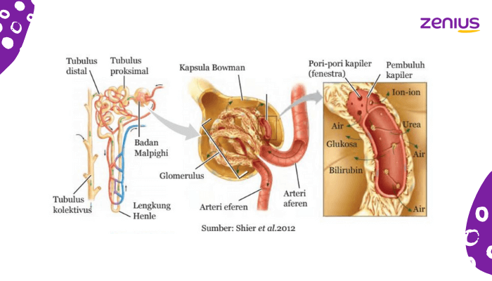 Struktur ginjal glomerulus dan fungsinya