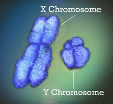 Kromosom seks