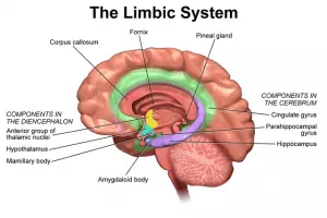 Ilustrasi Sistem Limbik (Dok. https://creativecommons.org/licenses/by/3.0)