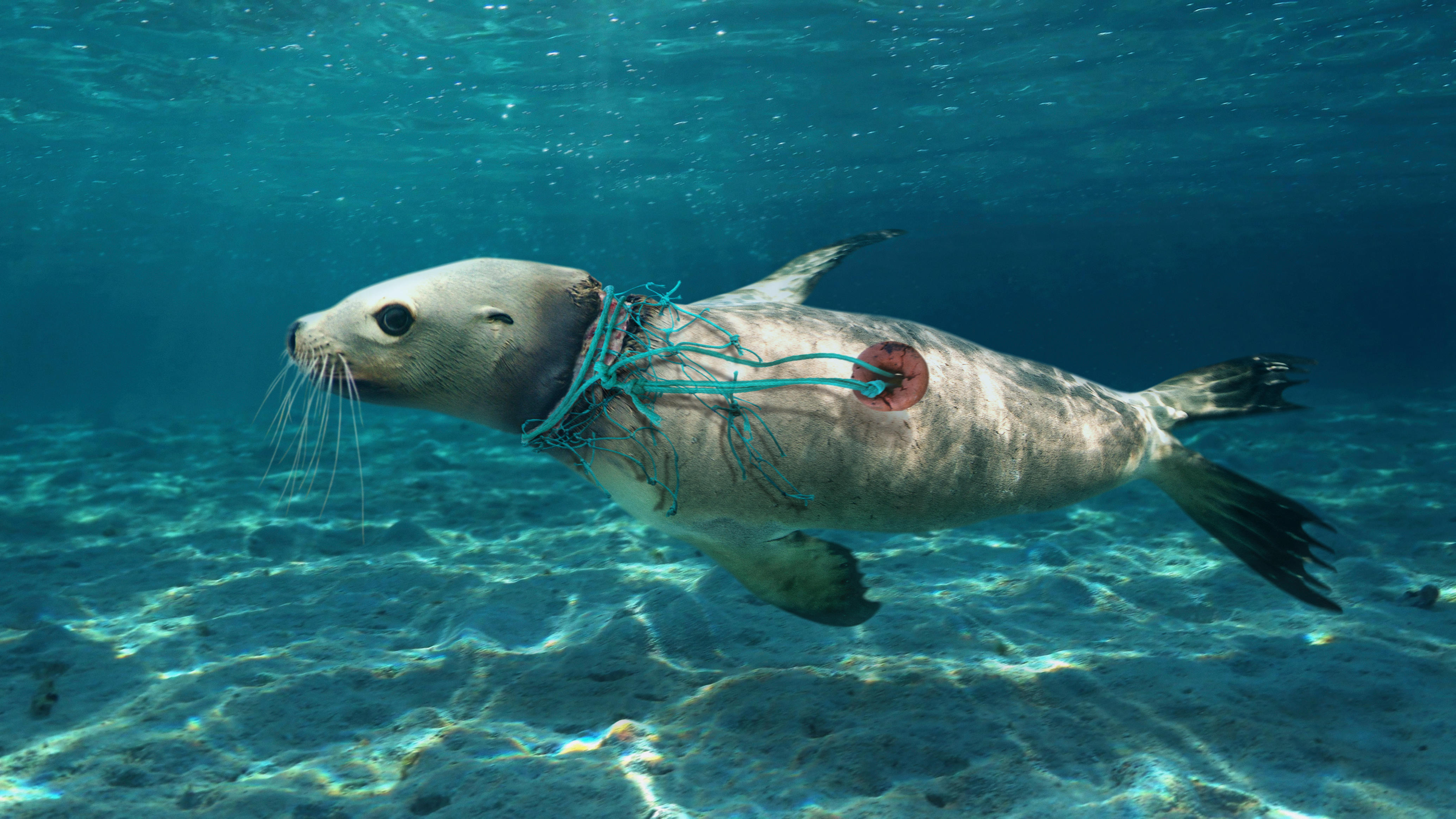 Anjing Laut Terjerat Plastik