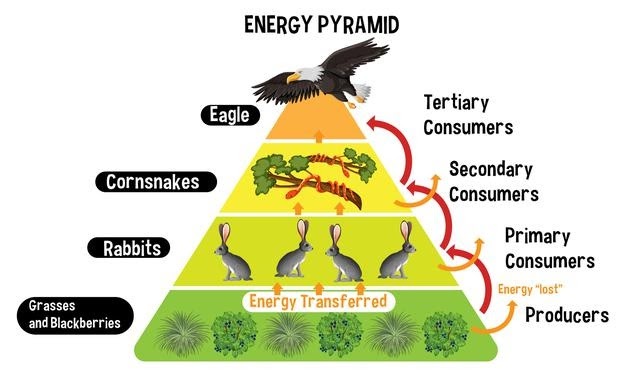 konsumen Piramida Energi