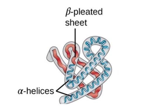 struktur protein