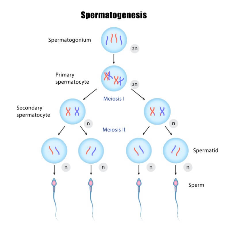 Proses spermatogenesis pada pria, yaitu spermatogonium, spermatosit primer, spermatosit sekunder, spermatid, dan sel sperma.