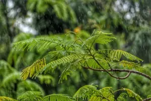 Ilustrasi Musim Hujan (Dok. unsplash oleh Jay Shah)