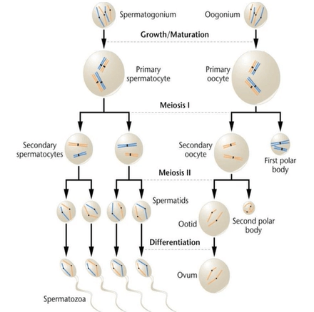 perbedaan tahap spermatogenesis dan oogenesis