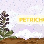petrichor_petrikor_zenius_education