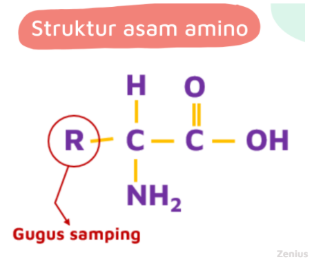 Ilustrasi struktur asam amino