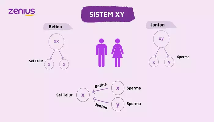 Determinasi Seks Penentuan Jenis Kelamin sistem xy